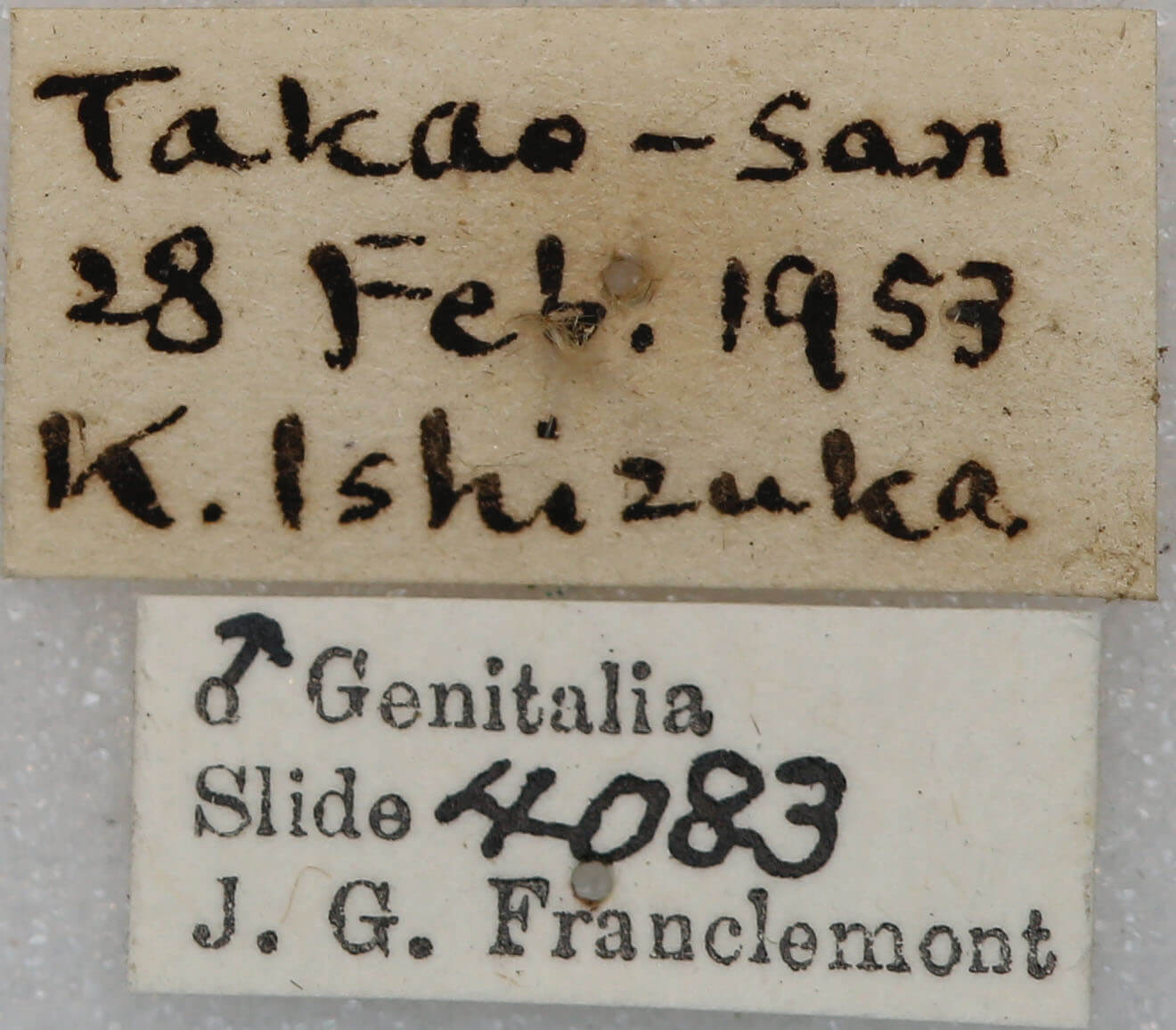 label view of adult Conistra albipuncta