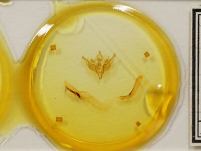 slide view of adult Conistra albipuncta