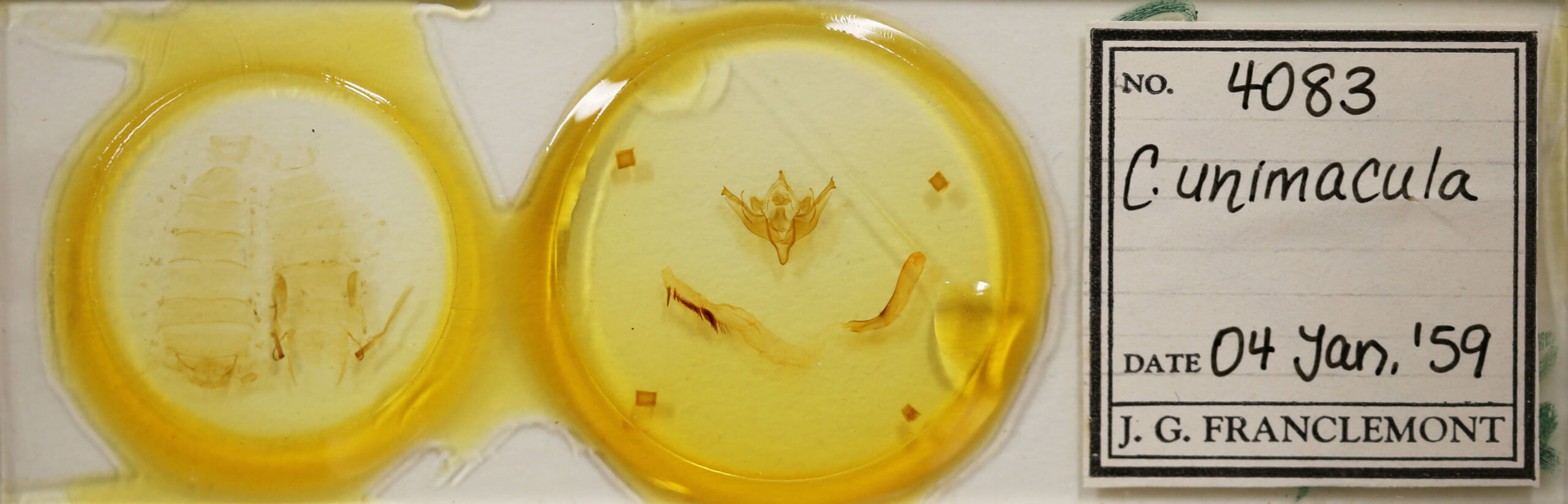 slide view of adult Conistra albipuncta