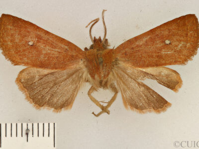dorsal view of adult Conistra albipuncta