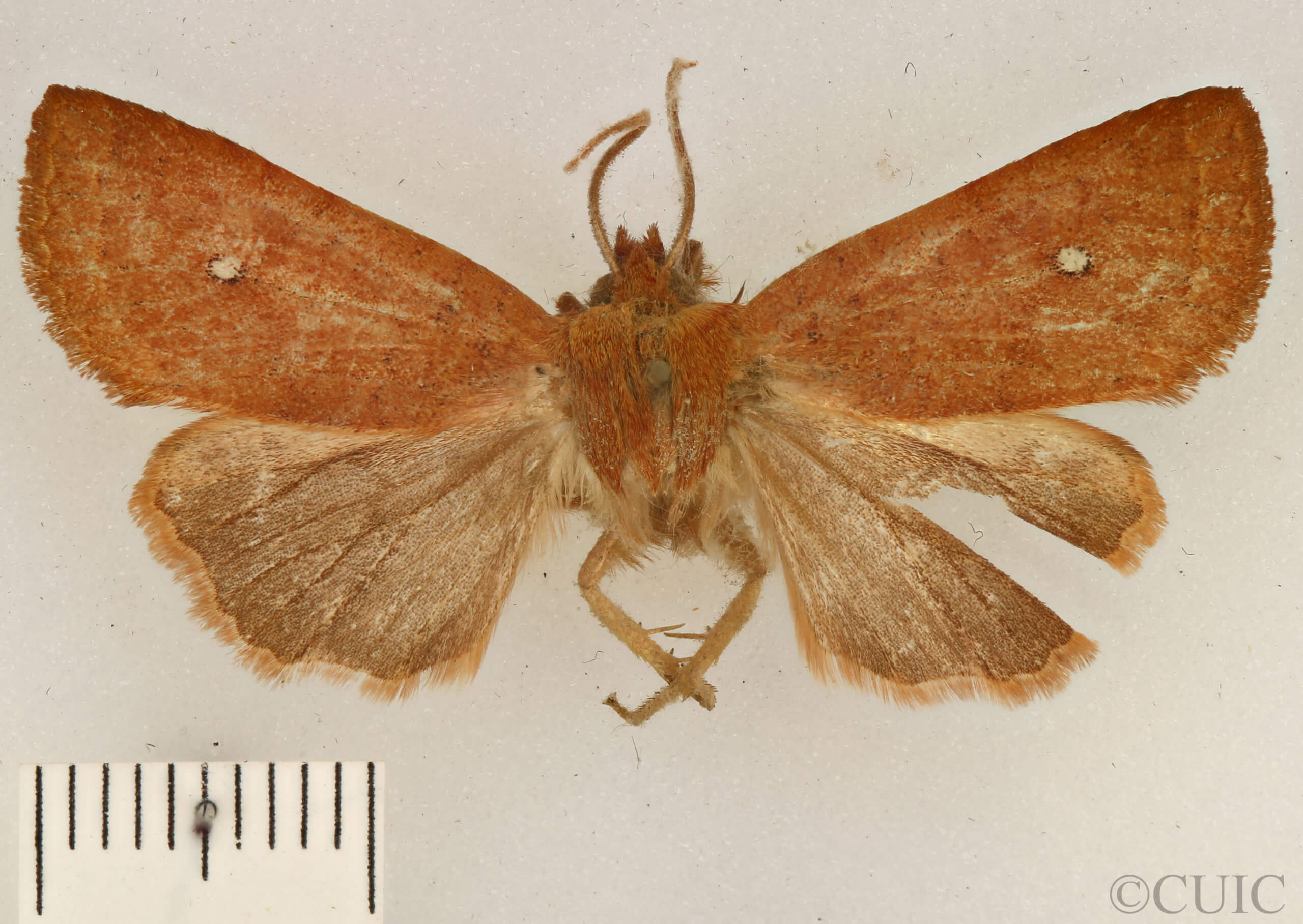 dorsal view of adult Conistra albipuncta