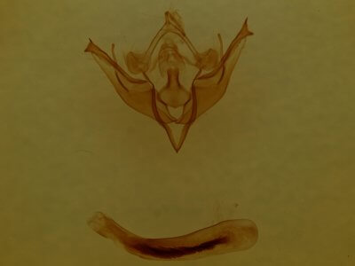 genitalia view of adult Conistra albipuncta