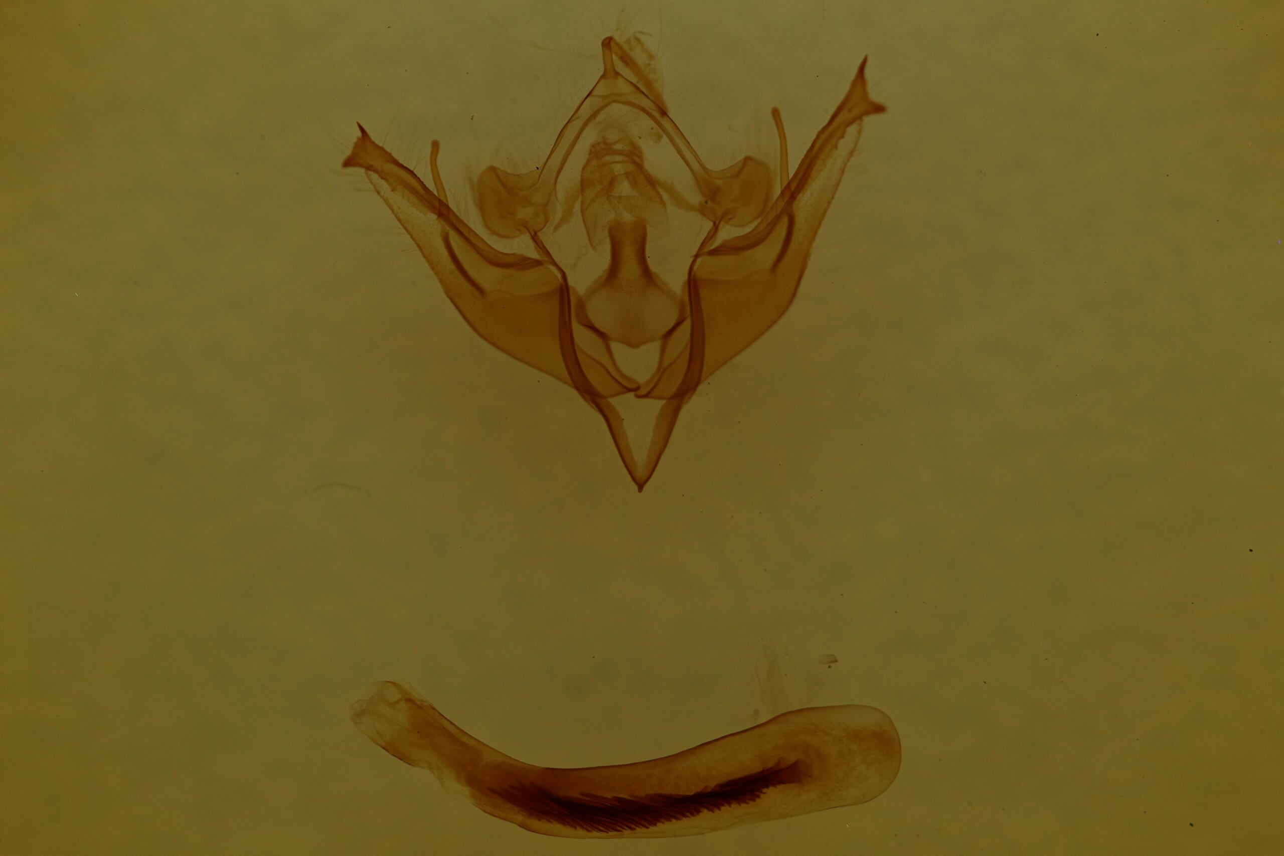 genitalia view of adult Conistra albipuncta