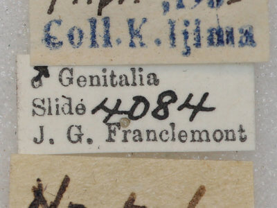 label view of adult Conistra albipuncta