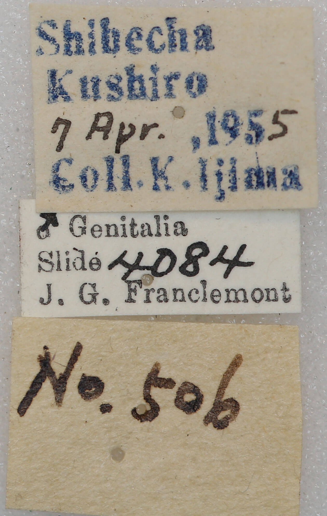 label view of adult Conistra albipuncta