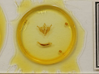 slide view of adult Conistra albipuncta