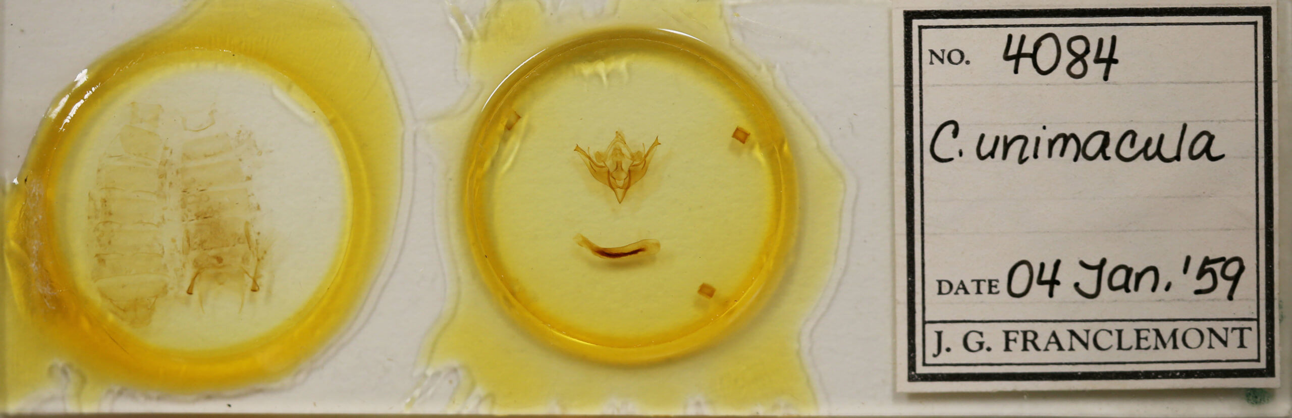 slide view of adult Conistra albipuncta