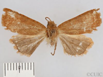 dorsal view of adult Conistra albipuncta