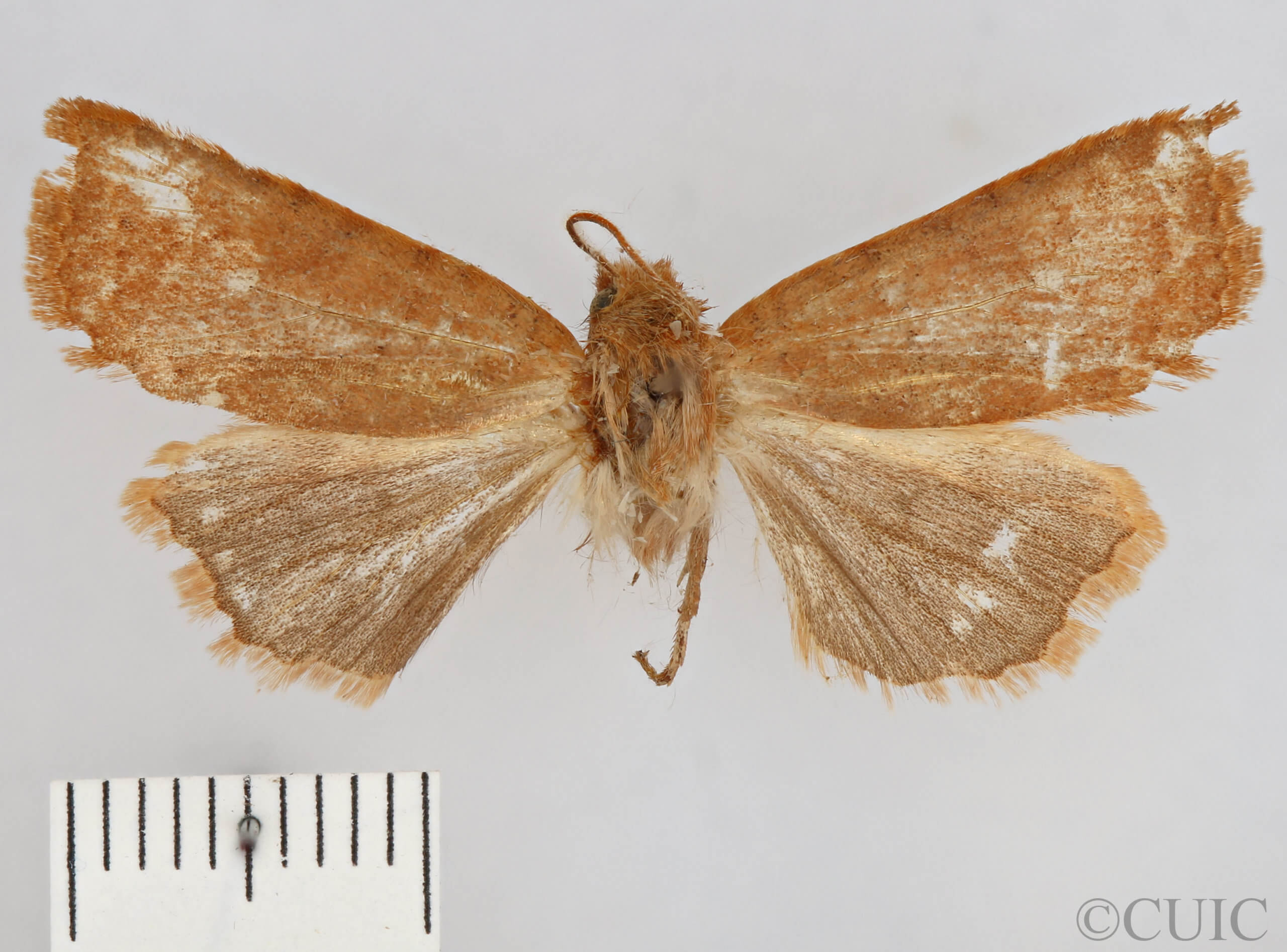 dorsal view of adult Conistra albipuncta