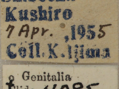 label view of adult Conistra albipuncta