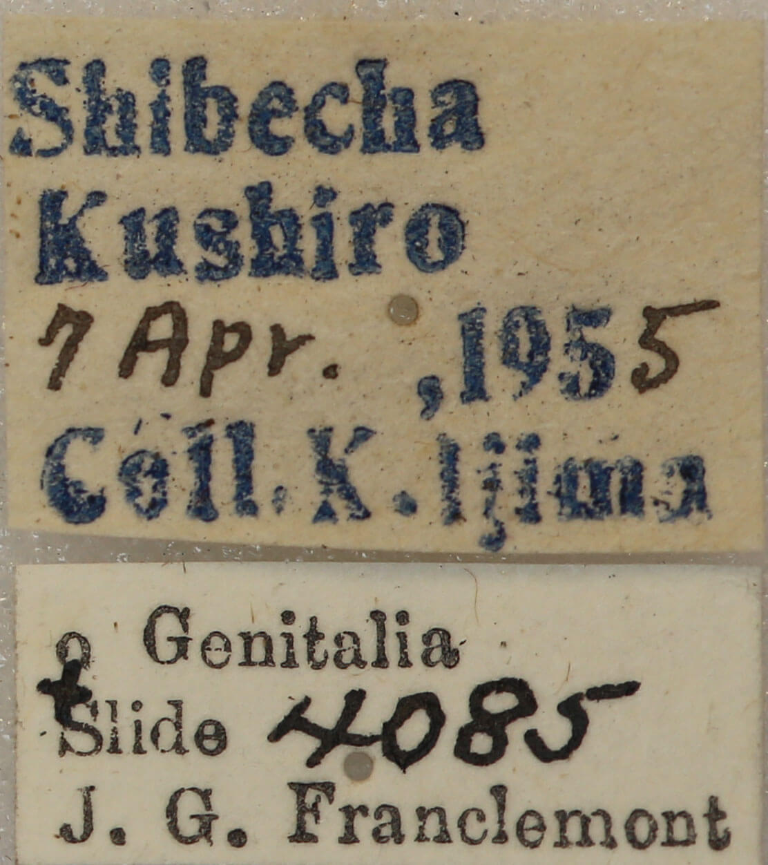 label view of adult Conistra albipuncta