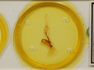 slide view of adult Conistra albipuncta