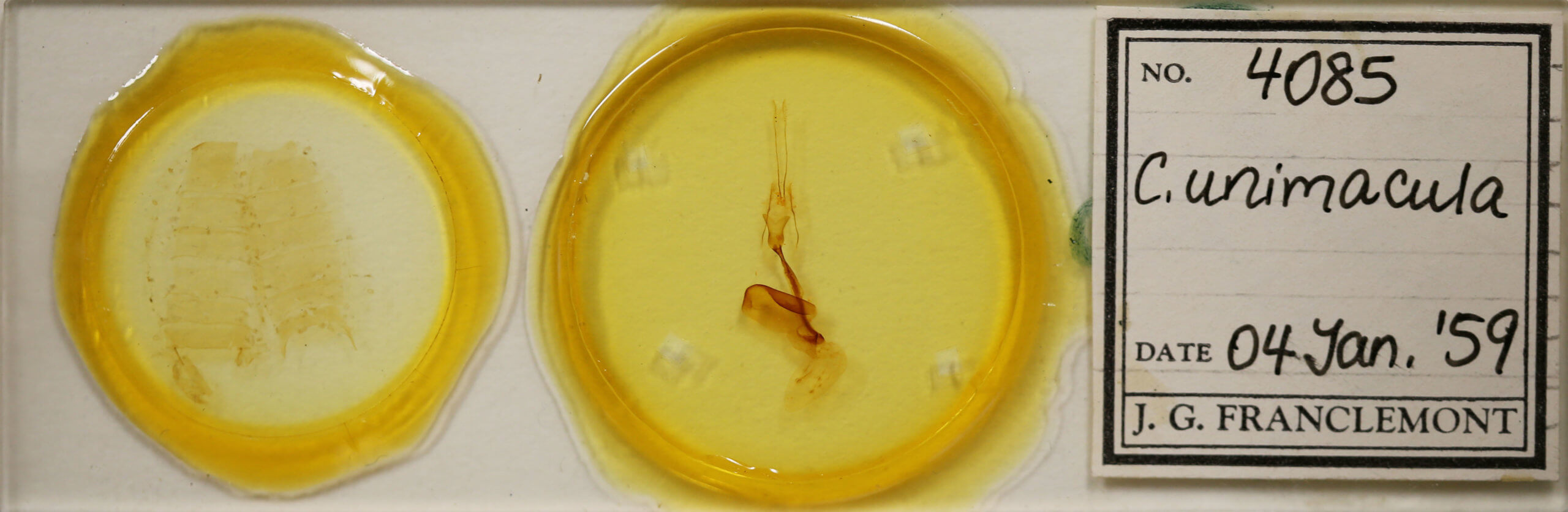 slide view of adult Conistra albipuncta