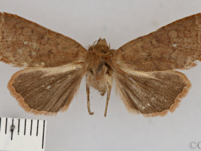 dorsal view of adult Conistra albipuncta