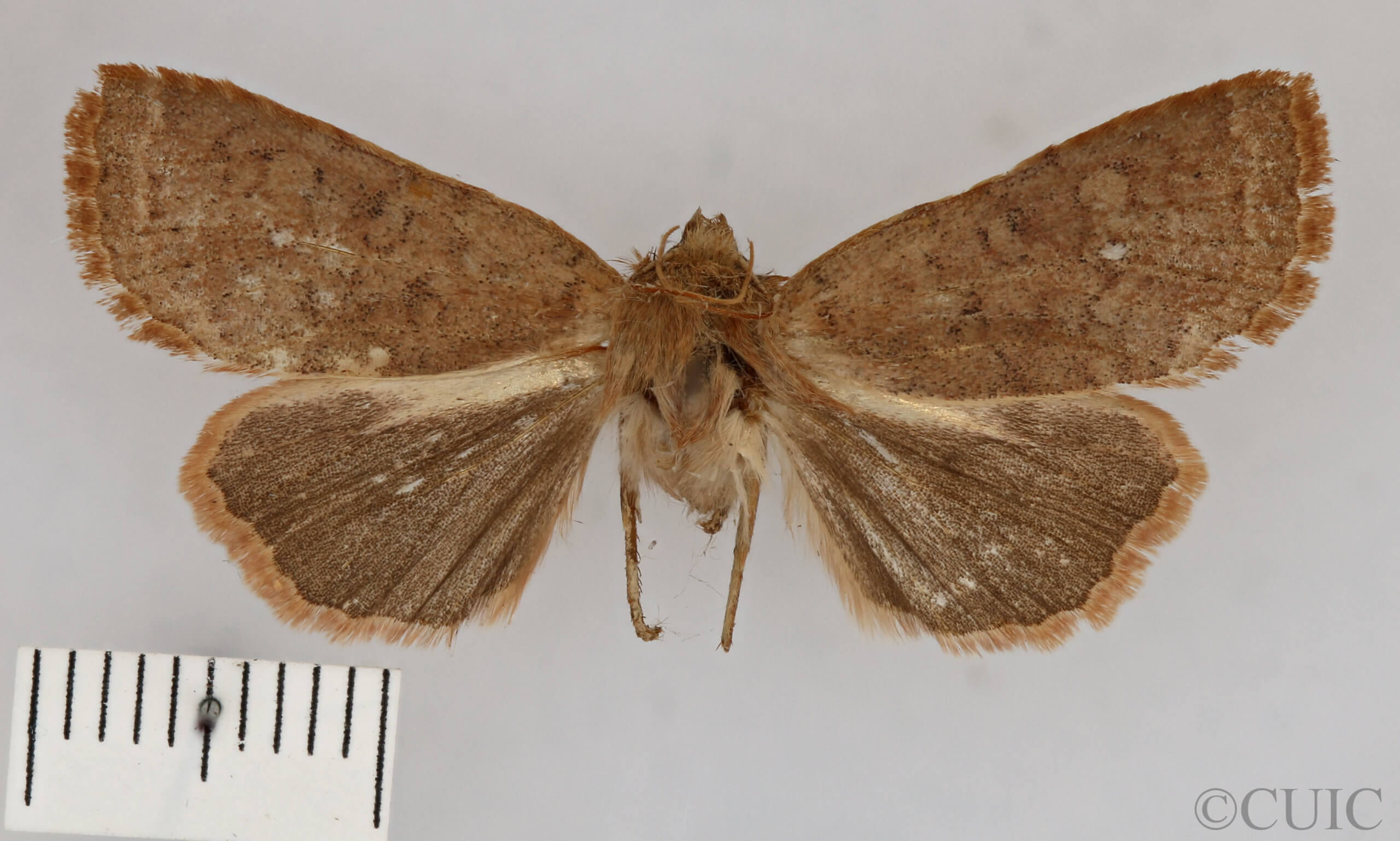 dorsal view of adult Conistra albipuncta