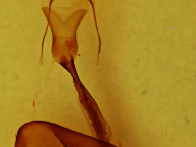 genitalia view of adult Conistra albipuncta