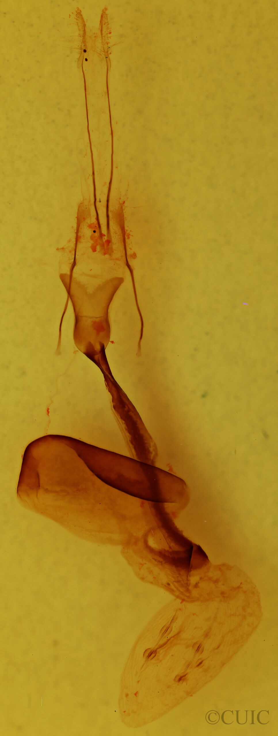 genitalia view of adult Conistra albipuncta