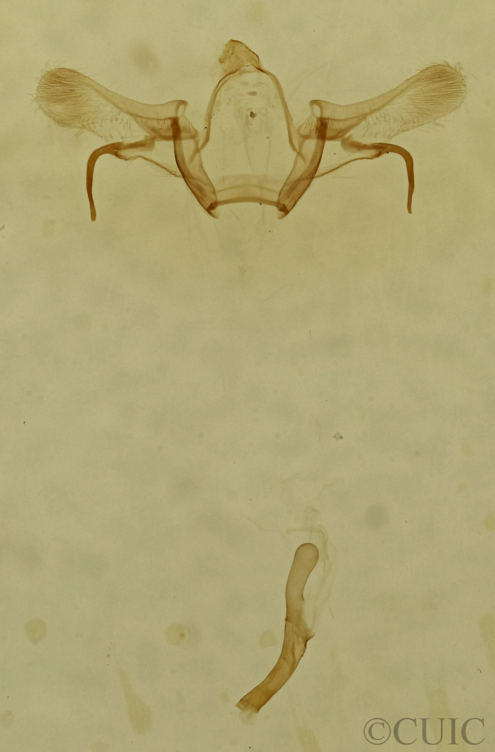 genitalia view of adult Cyclophora pendulinaria
