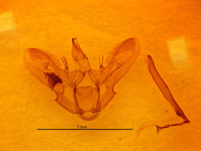 genitalia view of adult Ctenognophos grandinaria