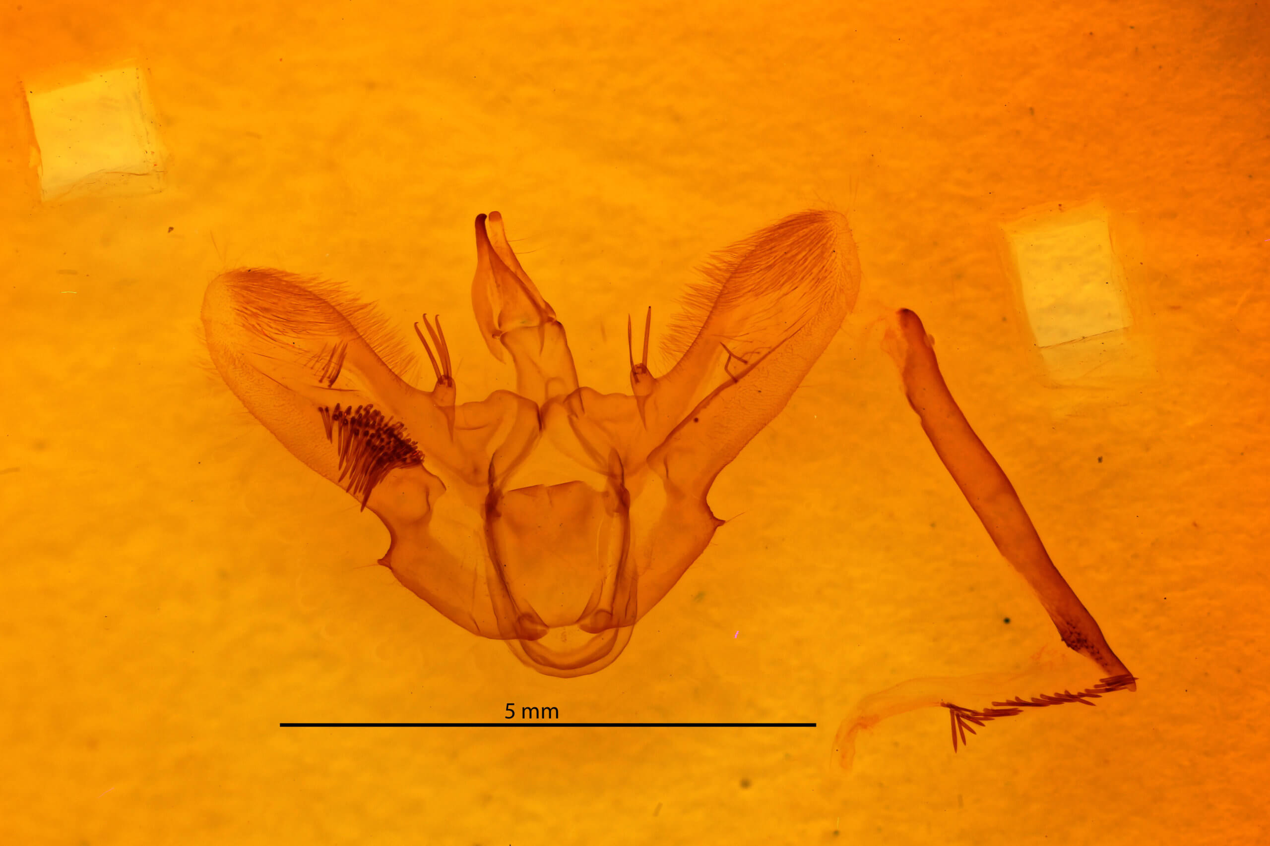 genitalia view of adult Ctenognophos grandinaria