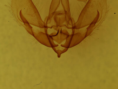 genitalia view of adult Cymatophoropsis heurippa