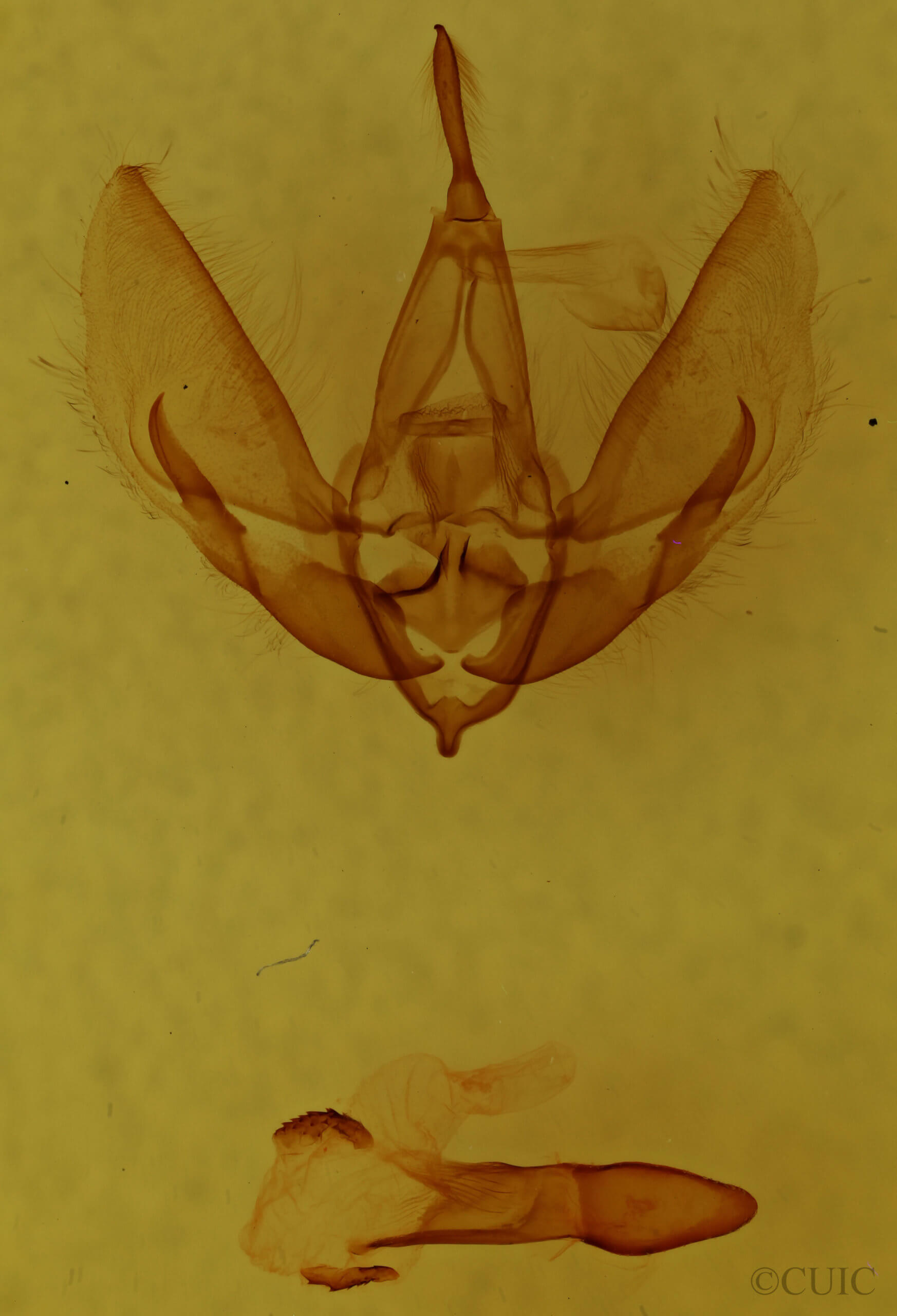 genitalia view of adult Cymatophoropsis heurippa