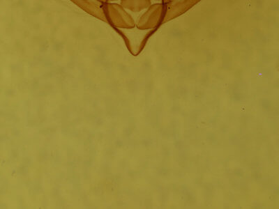 genitalia view of adult Cymatophoropsis trimaculata