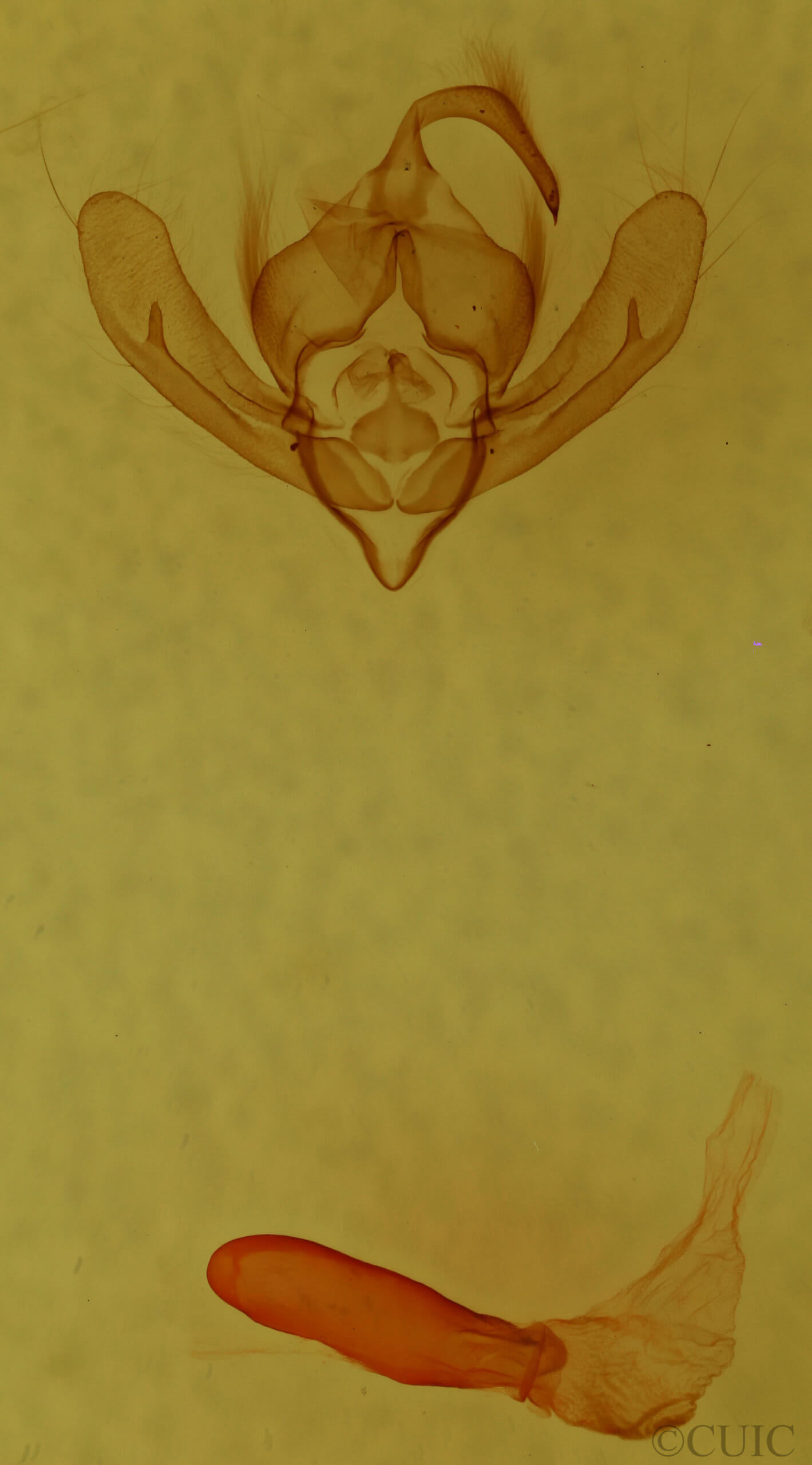 genitalia view of adult Cymatophoropsis trimaculata