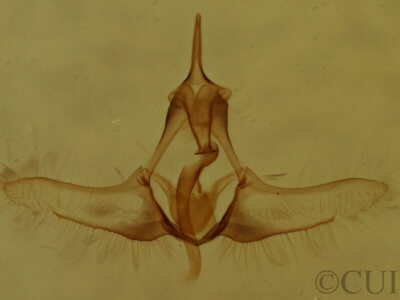 genitalia view of adult Decodes fragariana