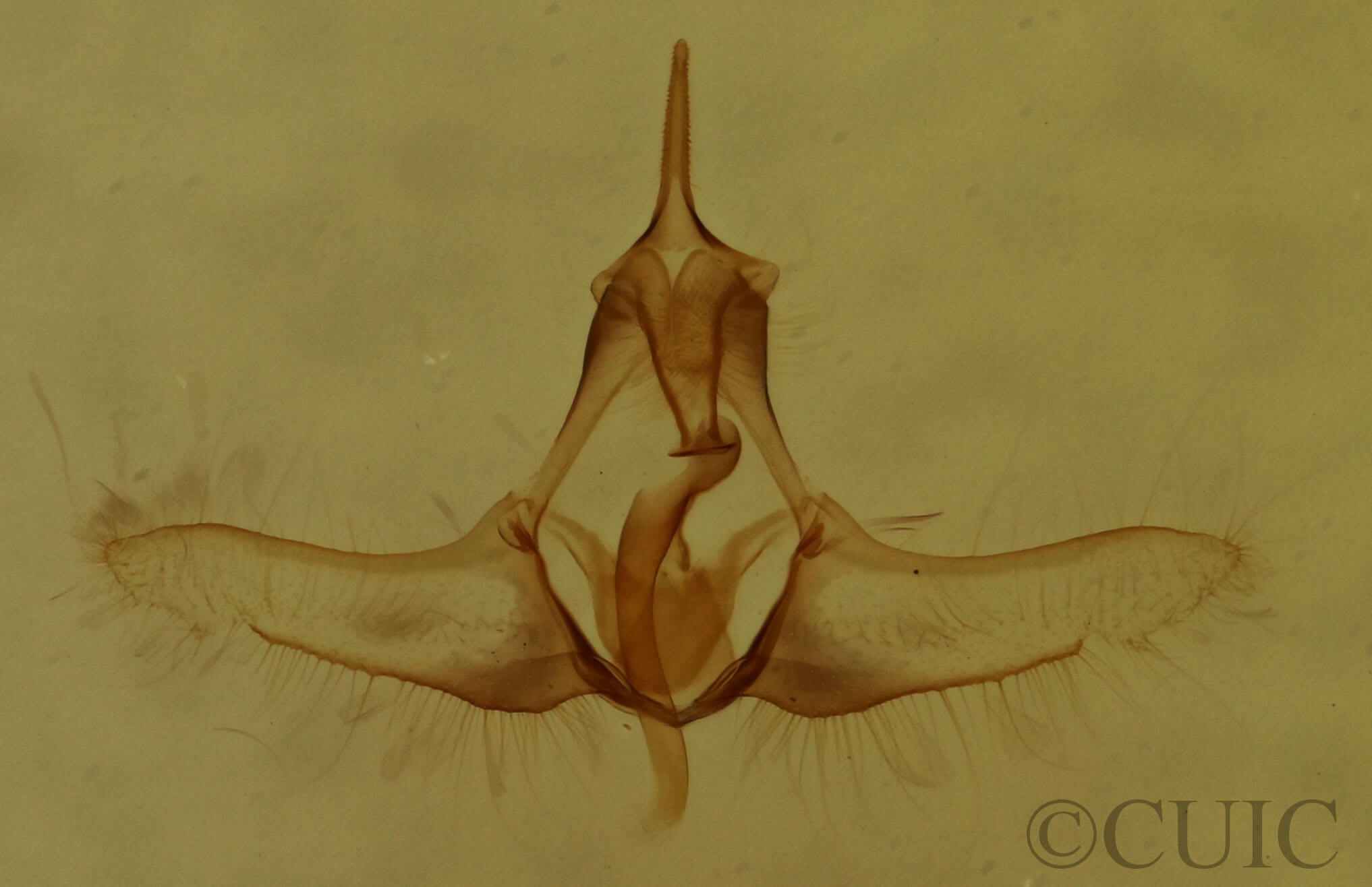 genitalia view of adult Decodes fragariana