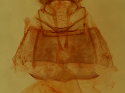 genitalia view of adult Decodes fragariana