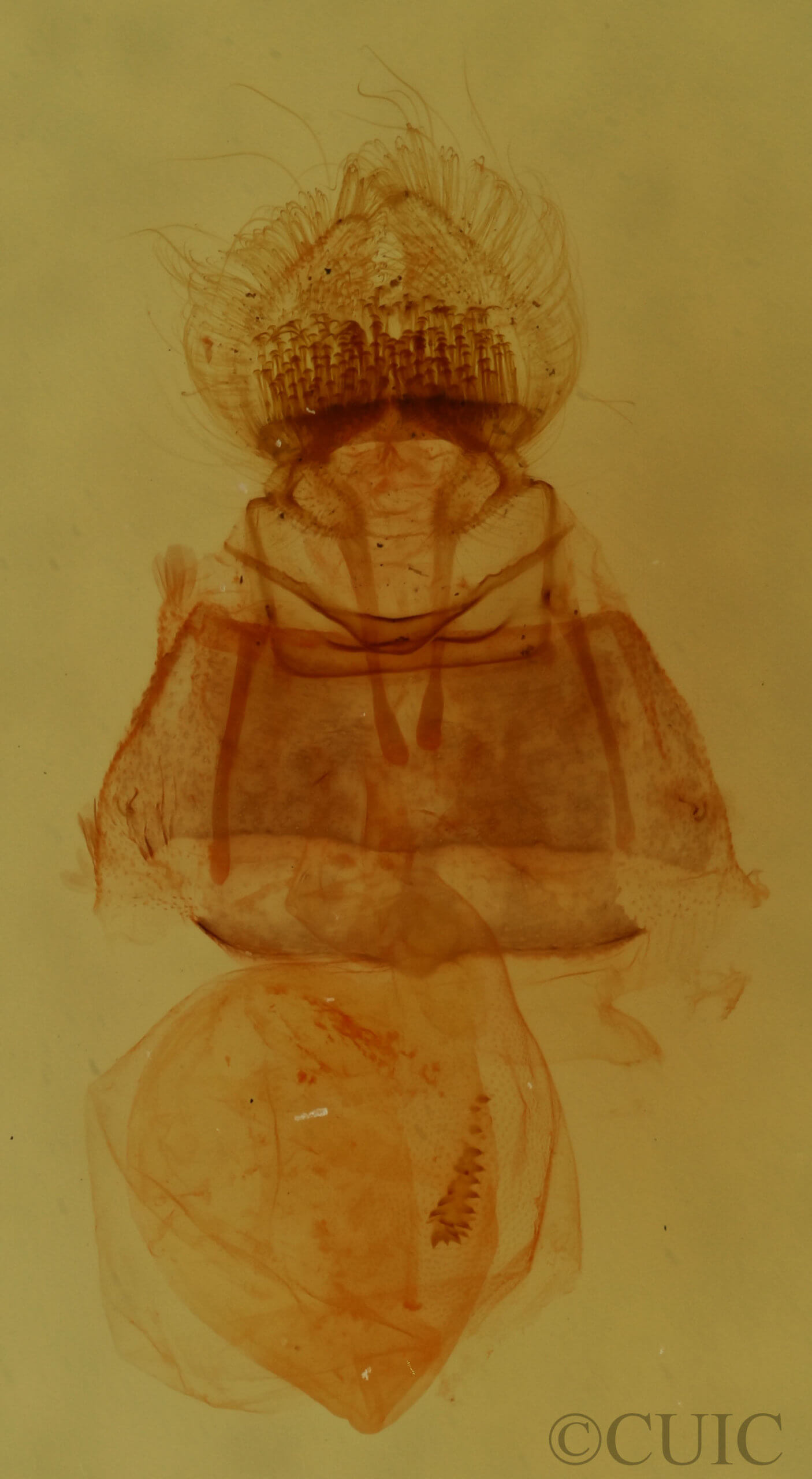 genitalia view of adult Decodes fragariana