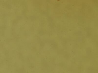 genitalia view of adult Cabera variolaria