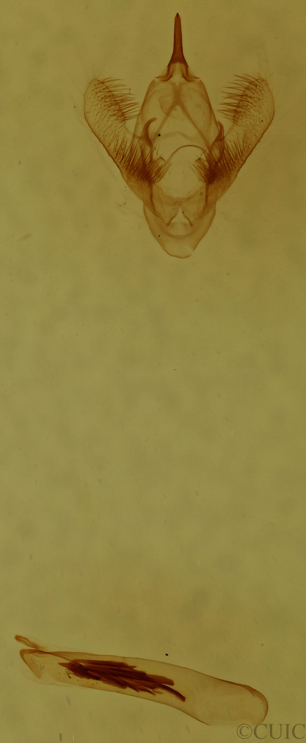 genitalia view of adult Cabera variolaria