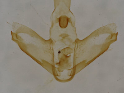 genitalia view of adult Nites betulella