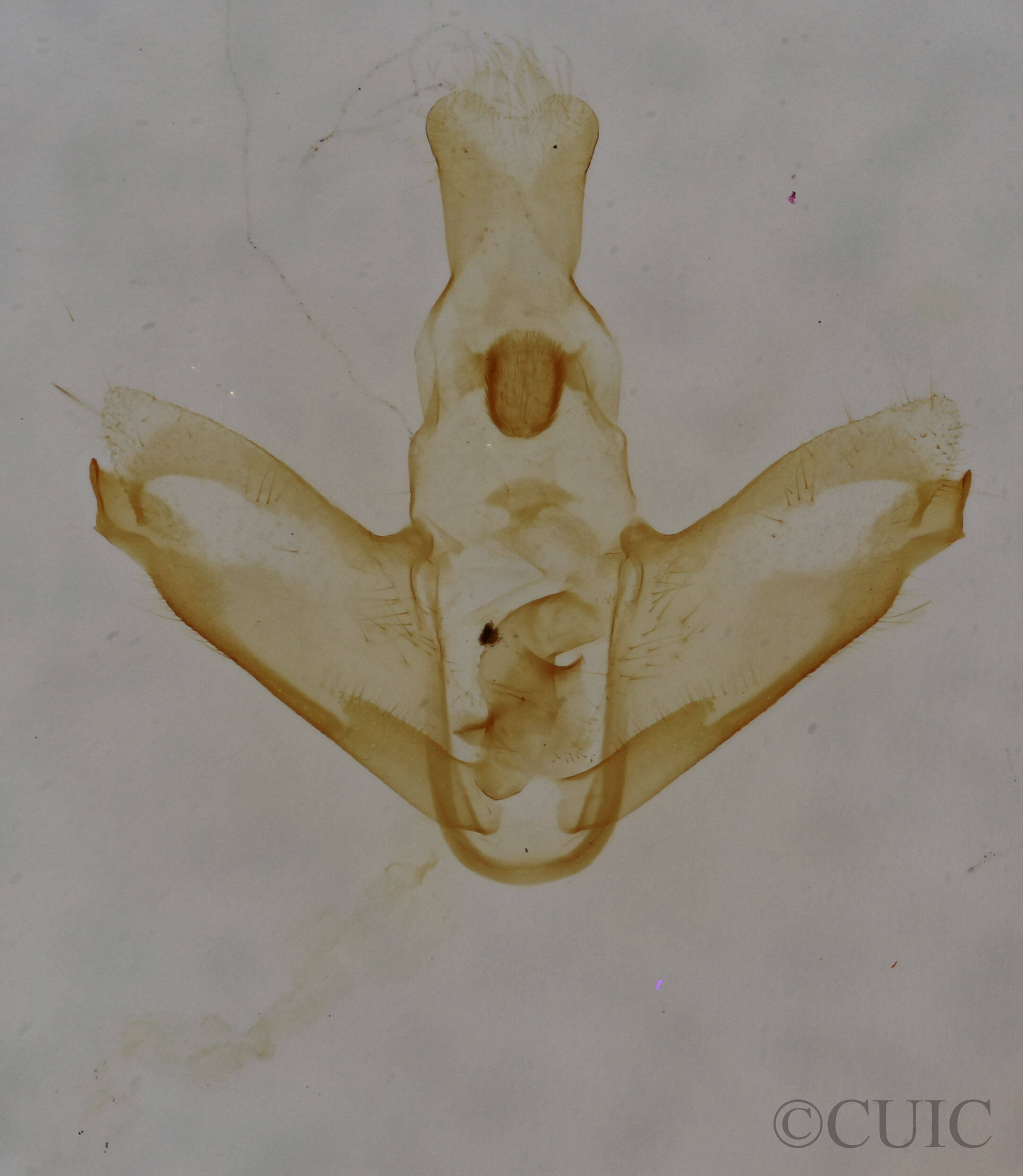 genitalia view of adult Nites betulella