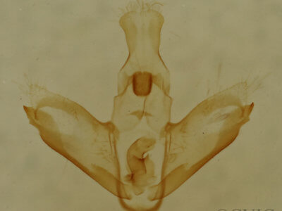 genitalia view of adult Nites ostryella