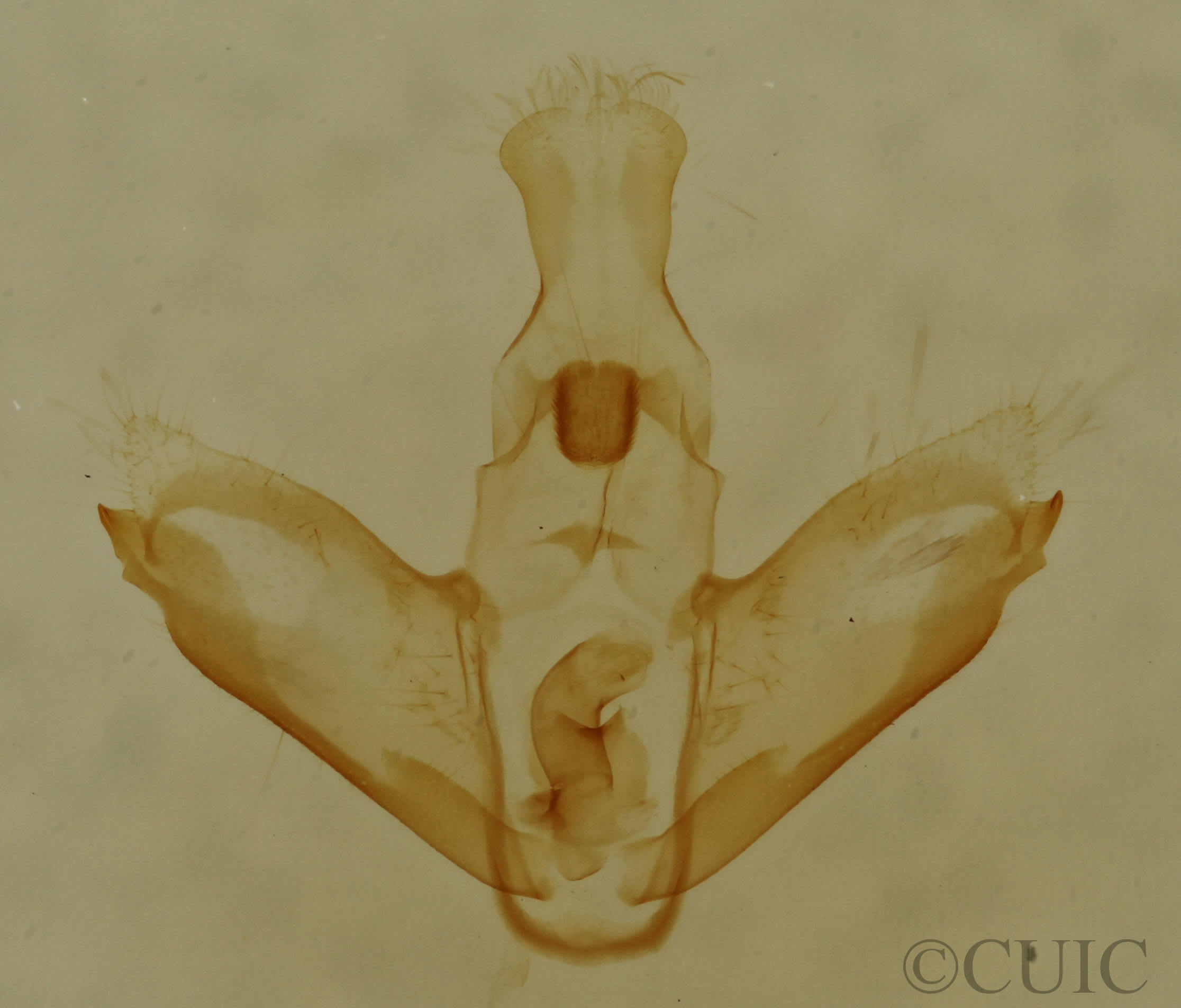 genitalia view of adult Nites ostryella