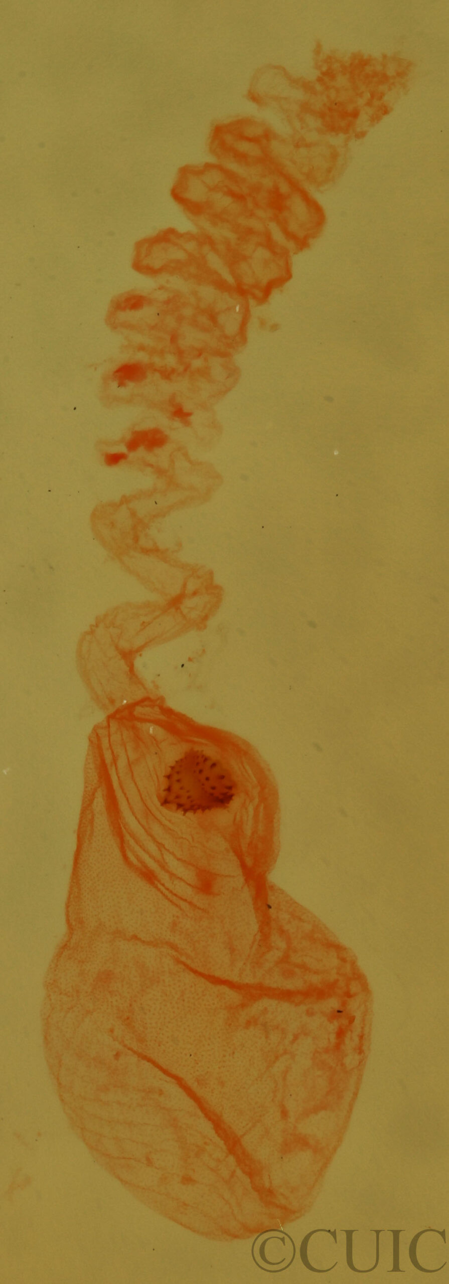 genitalia view of adult Nites ostryella