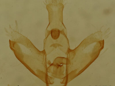 genitalia view of adult Nites ostryella