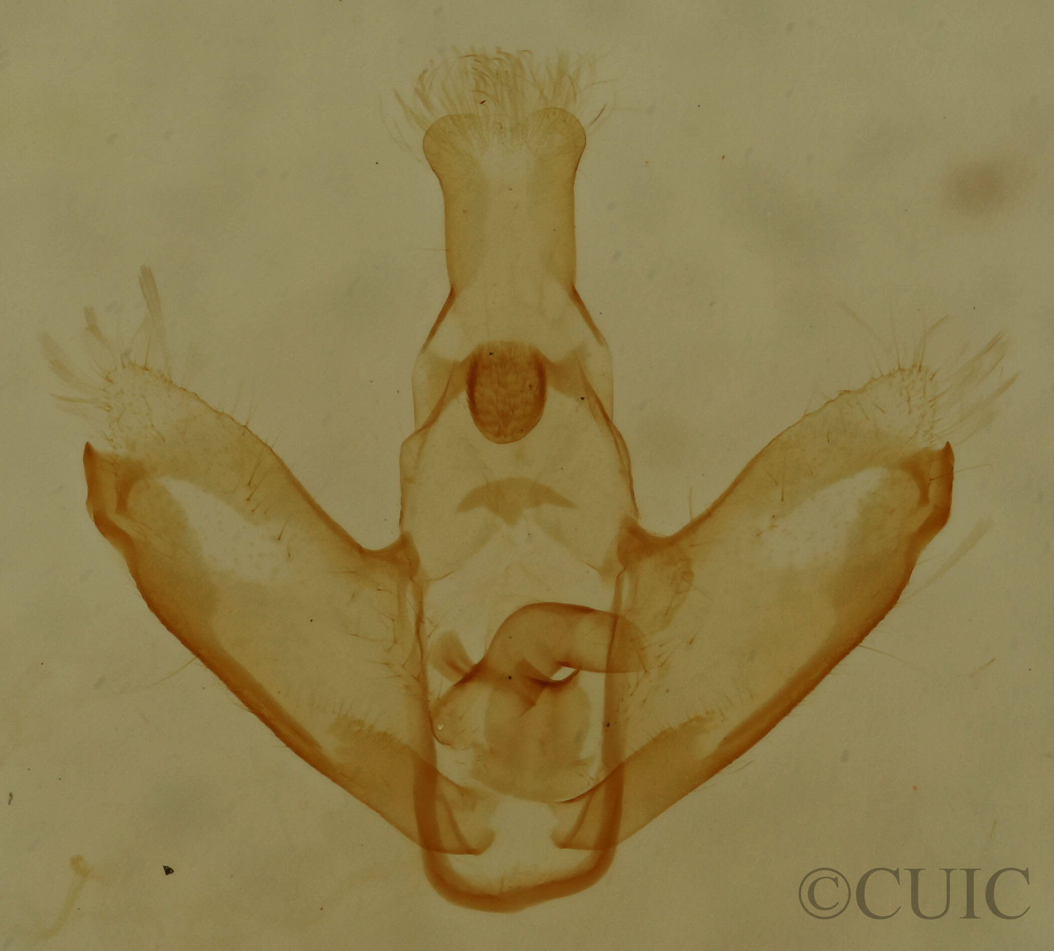 genitalia view of adult Nites ostryella