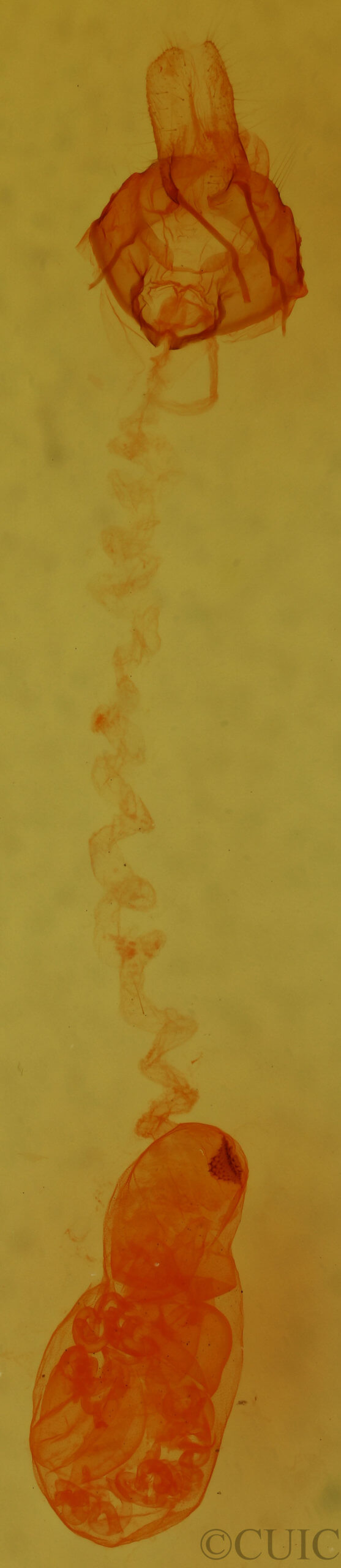 genitalia view of adult Nites ostryella