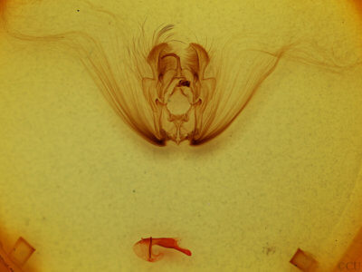 genitalia view of adult Diopa