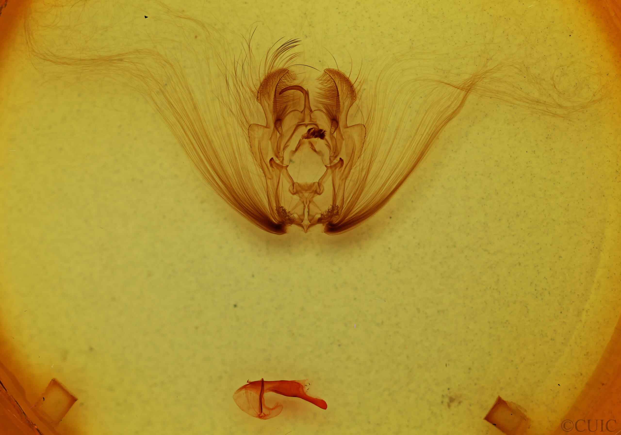 genitalia view of adult Diopa