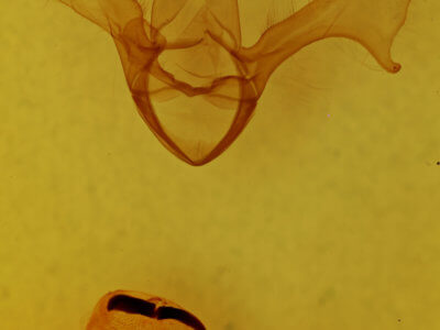 genitalia view of adult Diphthera festiva