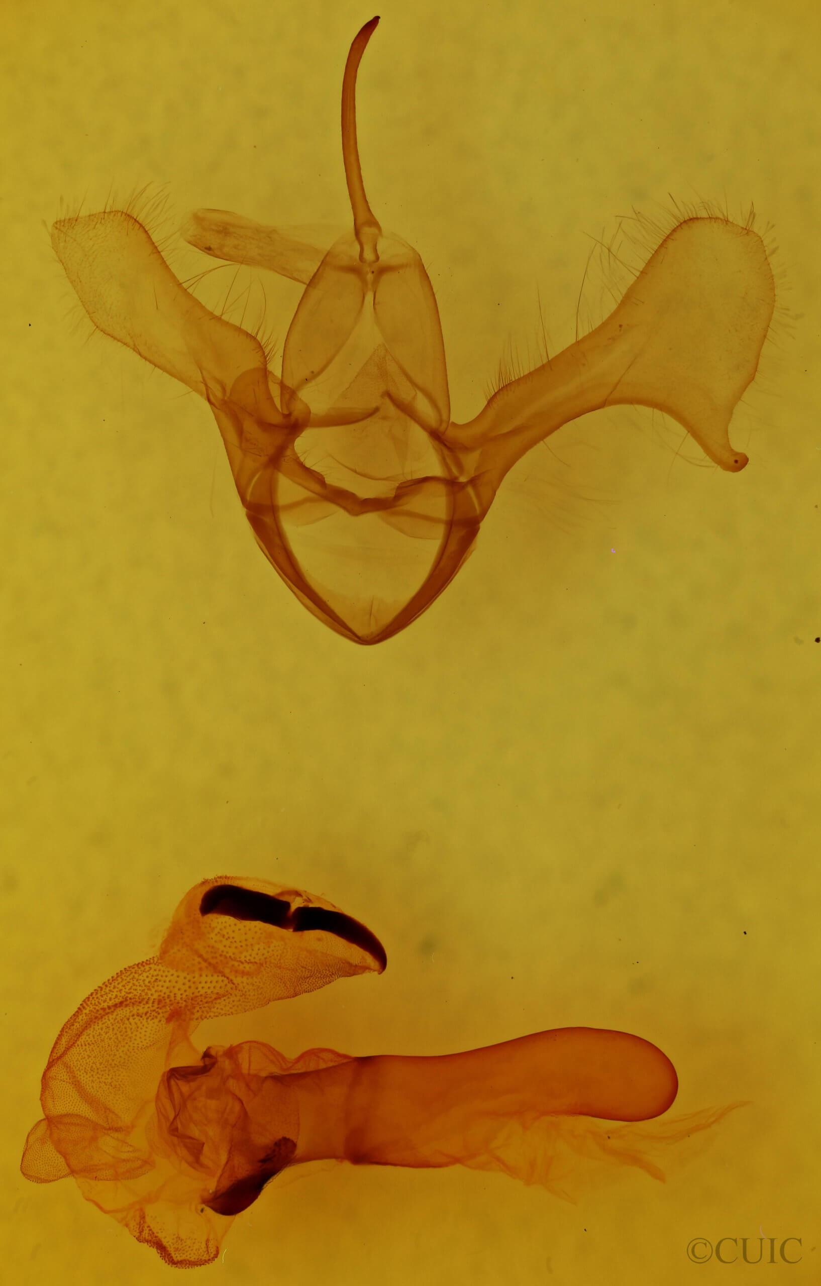 genitalia view of adult Diphthera festiva