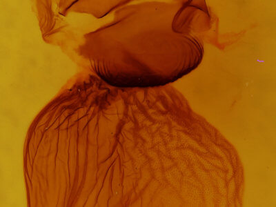 genitalia view of adult Diphthera festiva