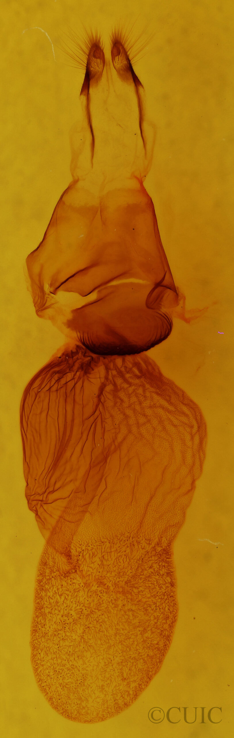 genitalia view of adult Diphthera festiva