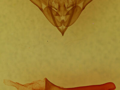 genitalia view of adult Diplocycla