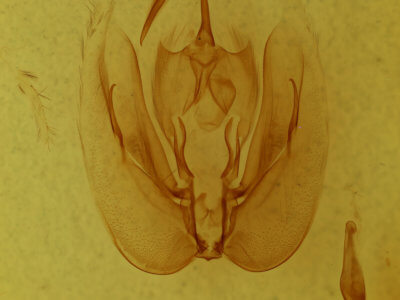 genitalia view of adult Dyops